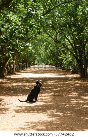 Angus the black lab blood hound in a hazelnut orchard in the Willamette Valley near McMinville OR.