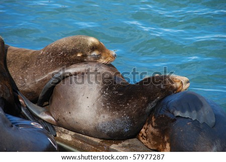 Large population of California Sea Lion (Zalophhus californianus) on the Columbia River Bay in Astroria Oregon