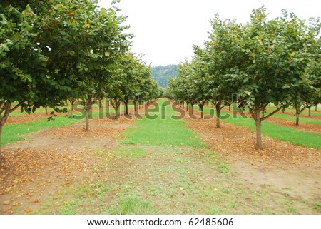 Hazelnut Or Filbert Orchard In The Umpqua Valley Near Roseburg Oregon ...