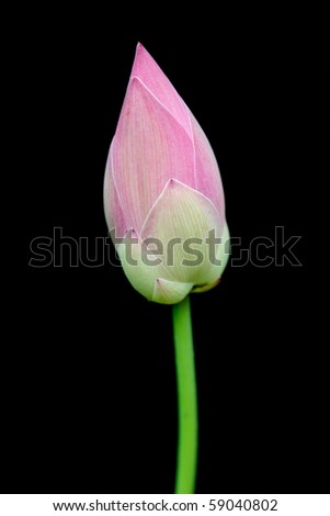 Young Lotus on Black Background
