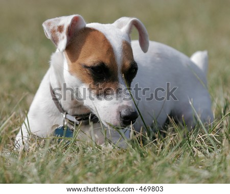 small white dog laying down