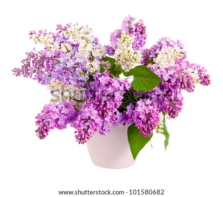 Lilac Bouquet Stock Photo 101580682 : Shutterstock