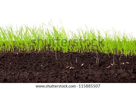 Young, green grass in cross-section in the soil.