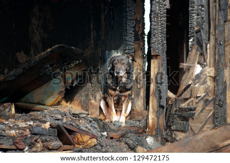 A dog in the house of the owners, burned by the fire house.