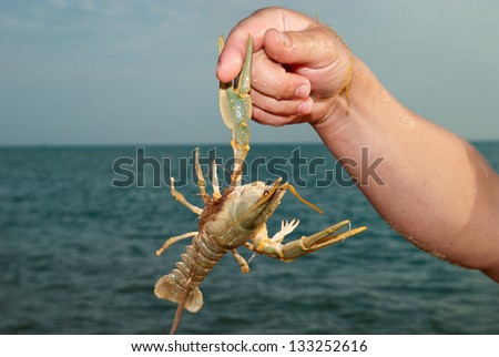 Marine cancer claws clinging to the finger on the hand. Against the background of the Caspian Sea. Aktau. Kazakhstan