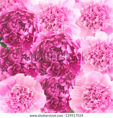 Bouquet of peonies. View from the top.