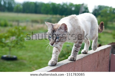 Cat hunts birds. He goes over the fence
