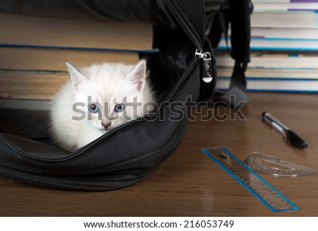 kitten sitting in a school backpack