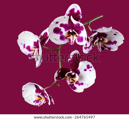 Phalaenopsis orchid with the color dalmatian.Dalmatian Orchid.  isolated