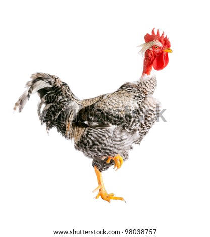 Naked Neck Rooster Standing On One Leg Stock Photo 98038757 : Shutterstock