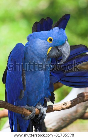 The hyacinth macaw (Asynchronous hyacinths) is a handsome bird, deep cobalt blue in color, with a golden eye ring and bill base. It is found in Brazil