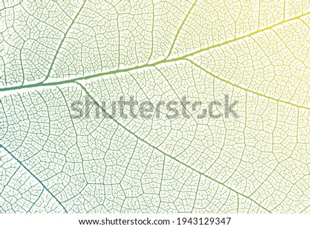 Similar – Image, Stock Photo Structure of a leaf 2