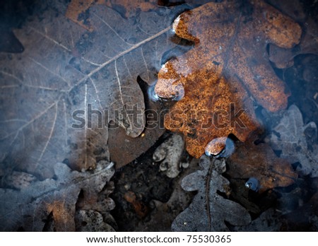 Last year\'s leaves in the melted water.