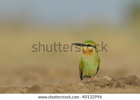 Blue-cheeked Bee-eater Morning sitting on ground