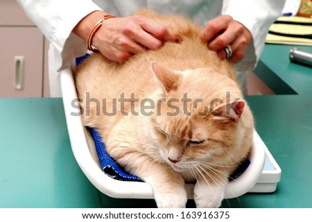 Cat having an exam at the veterinarian office.