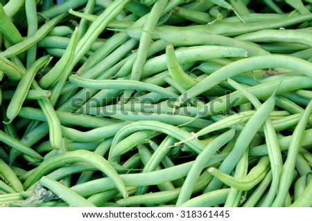 Organic string beans picked from the garden outdoors.