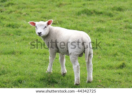 A lamb in a meadow.