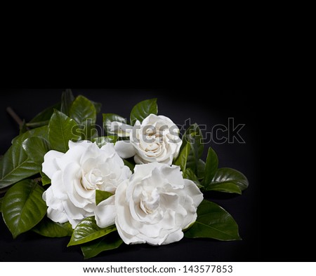 Three gardenia blooms nestled in shiny, green leaves.  Isolated on black so this can be placed within a larger frame of black and used in a variety of positions in a composition.