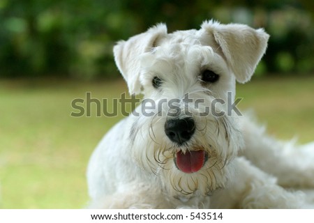 Closeup of white mini schnauzer dog