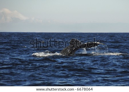 Whale tail in sea