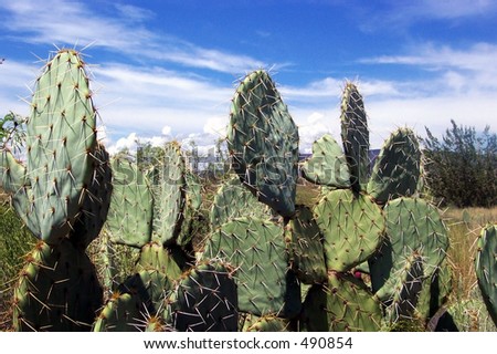 Prickly Pear Cactus and a blue sky. A desert cactus landscape.