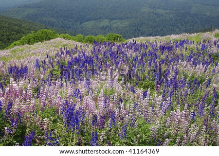 Meadow in full bloom of lupine along Bald Hill Road in Redwoods national Park, California.