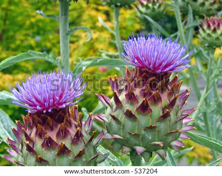 Artichoke Plant Stock Photo 537204 : Shutterstock