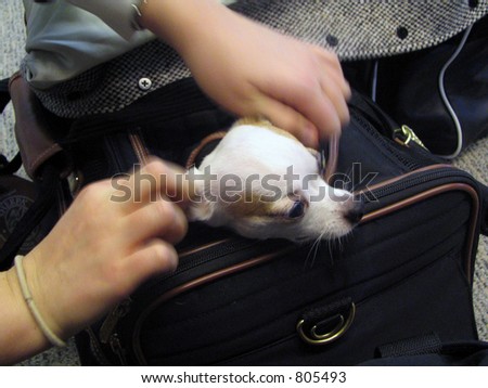 Dog In Airplane Carrier