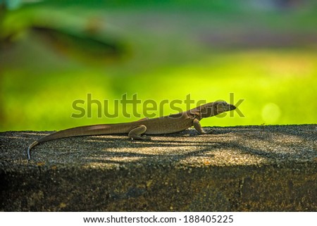 Medium-sized lizard lying on the stone