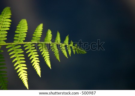 New Zealand fern frond.