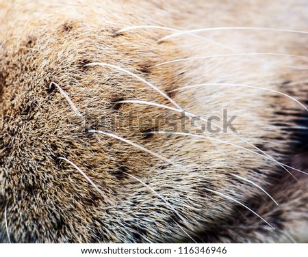 Dog nose with hair closeup