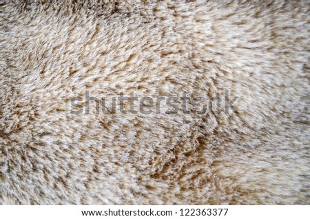 Wolf fur texture