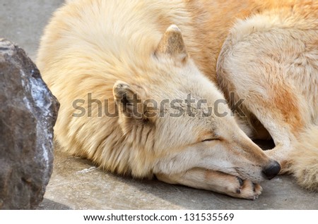 White wolf sleeping