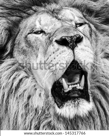 African lion roaring portrait in black and white