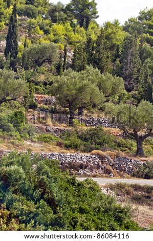 Rows of olive trees - olive tree plantation