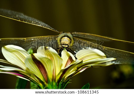 dragonfly on a flower ,  portrait macro