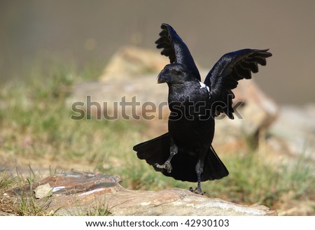 White-necked Raven (Corvus albicollis) sitting on the rock with open wings in South Africa