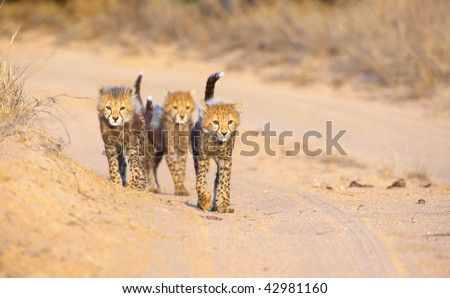Cheetah (Acinonyx jubatus) cubs walking on the road in savannah in South Africa