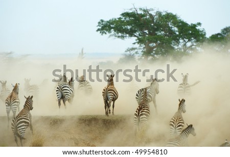 Herd of zebras (African Equids) running in the dust in nature reserve in South Africa