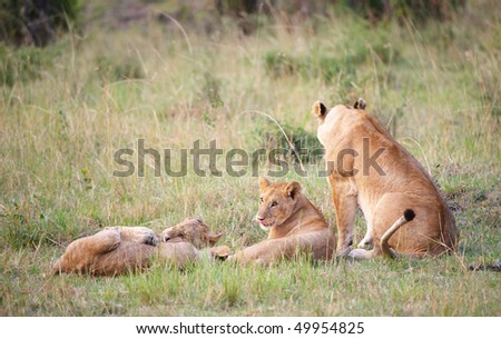 Lion (panthera leo) cubs with their mother playing in savannah in South Africa