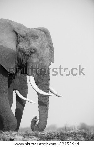 Large African elephants (Loxodonta Africana) eating in savanna in Botswana, black and white