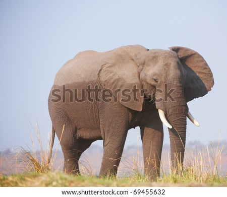Large African elephant (Loxodonta Africana) eating in savanna in Botswana