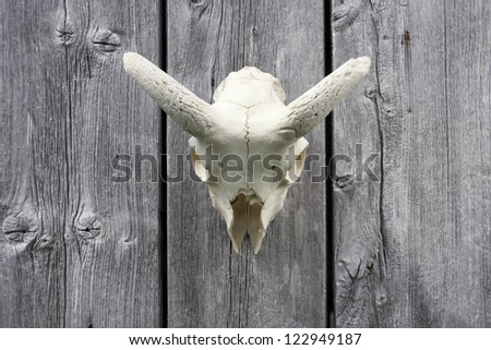 White skull on gray plank wall. Closeup, daylight