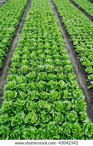 The lettuce grown in vegetable plots