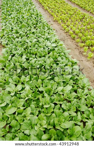 Vegetables grown in vegetable plots