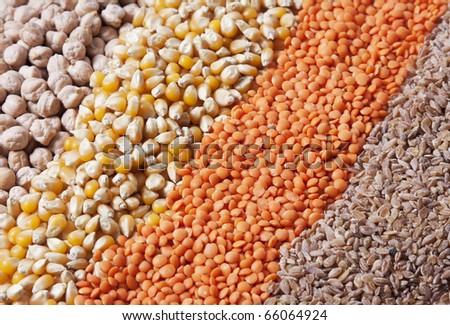 Grains background with corn, pea and lentils