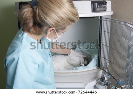 Lady vet with a cat