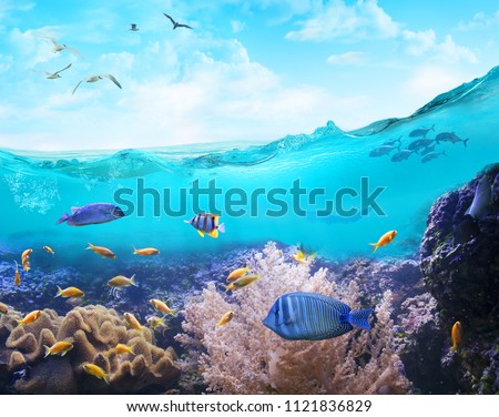 Marine Life