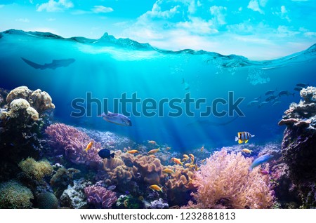 Underwater View