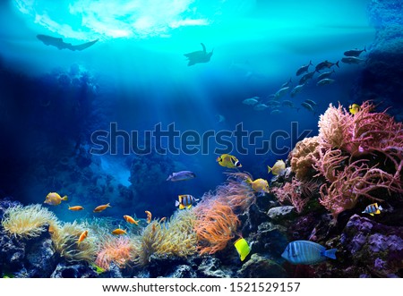 Underwater view of the coral reef. Ecosystem. Life in tropical waters. 商業照片 © 